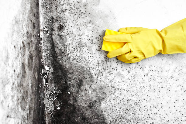 Best Mold Testing  in Allison, IA