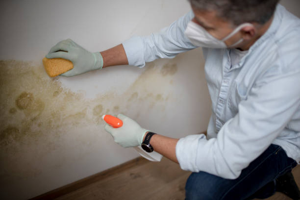 Trusted Allison, IA Mold Removal Experts