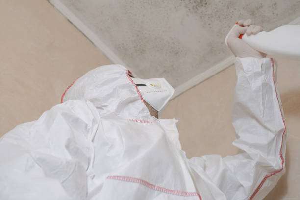 Certified Mold Removal in Allison, IA