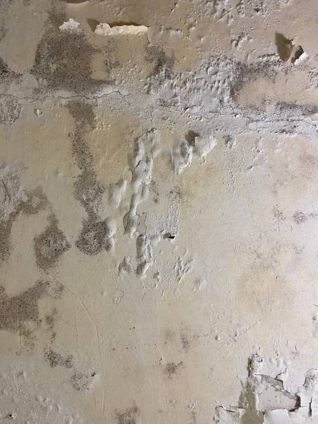 Mold Removal and Inspection in Allison, IA