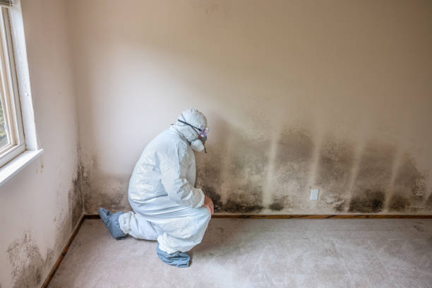 Best Certified Mold Removal  in Allison, IA