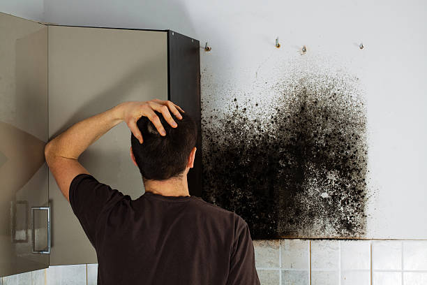 Best Mold Cleaning Services  in Allison, IA