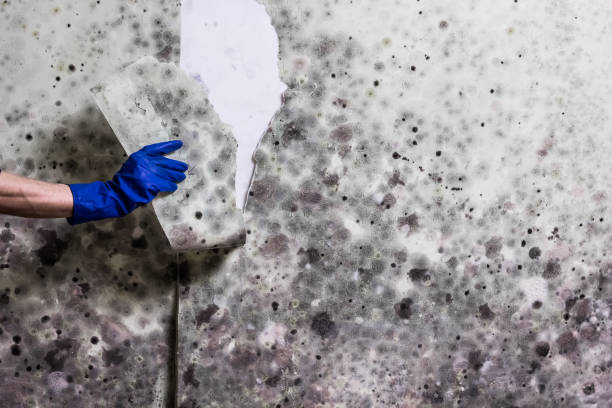 Best Attic Mold Removal  in Allison, IA