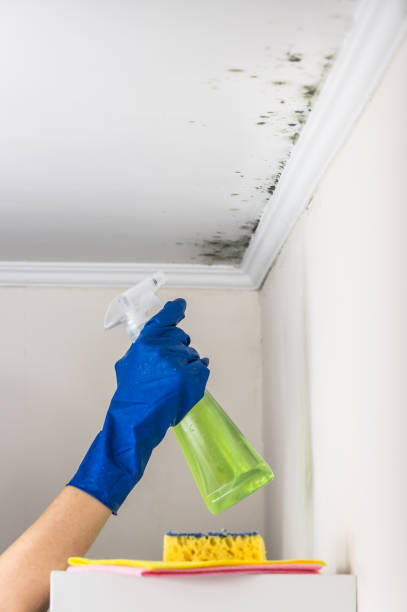 Best Mold Testing  in Allison, IA