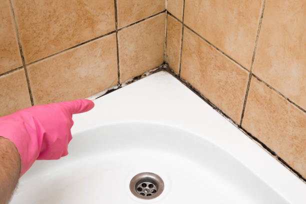 Best Office Mold Removal Services  in Allison, IA